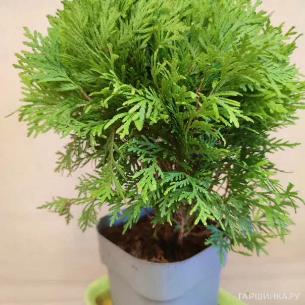 превью изображения отзыва