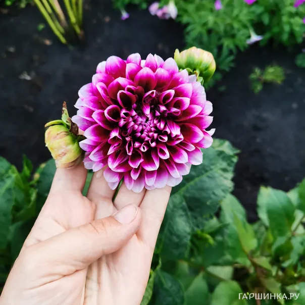 превью изображения отзыва