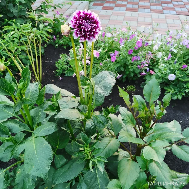 превью изображения отзыва