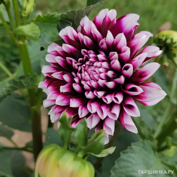 превью изображения отзыва