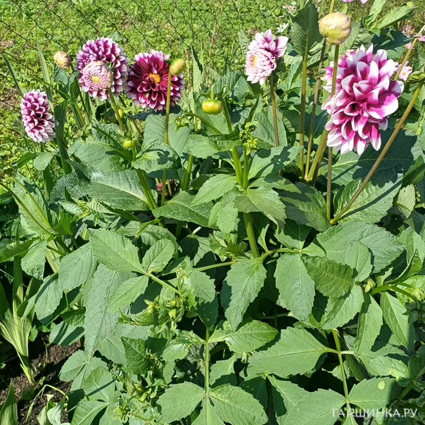 превью изображения отзыва