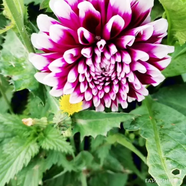 превью изображения отзыва