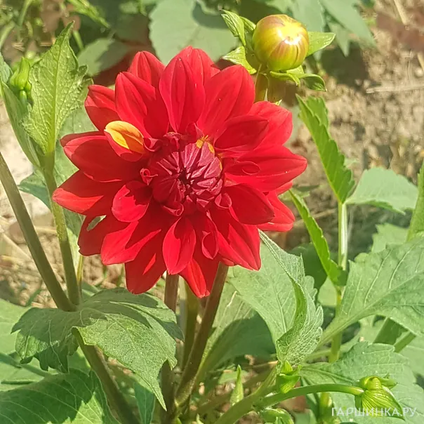 превью изображения отзыва