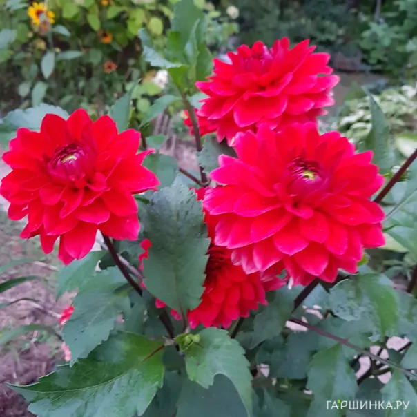 превью изображения отзыва