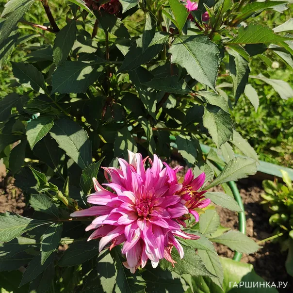 превью изображения отзыва