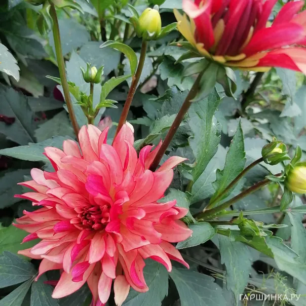 превью изображения отзыва