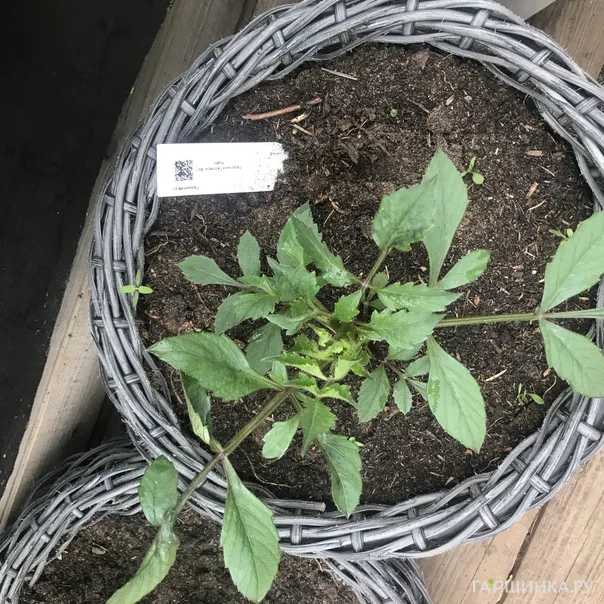 превью изображения отзыва