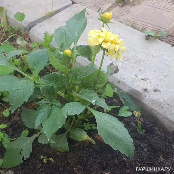 превью изображения отзыва