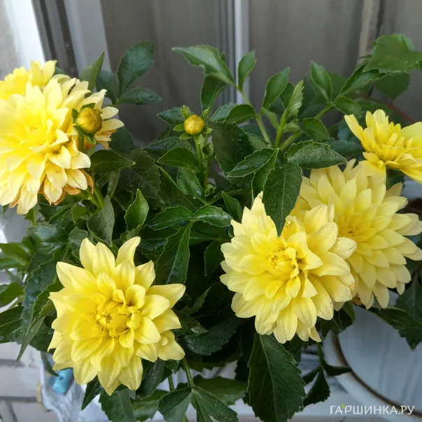 превью изображения отзыва