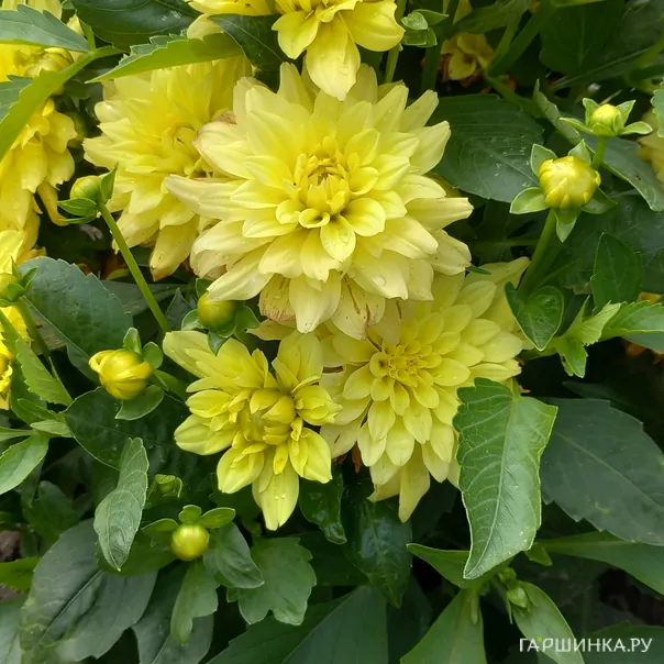 превью изображения отзыва