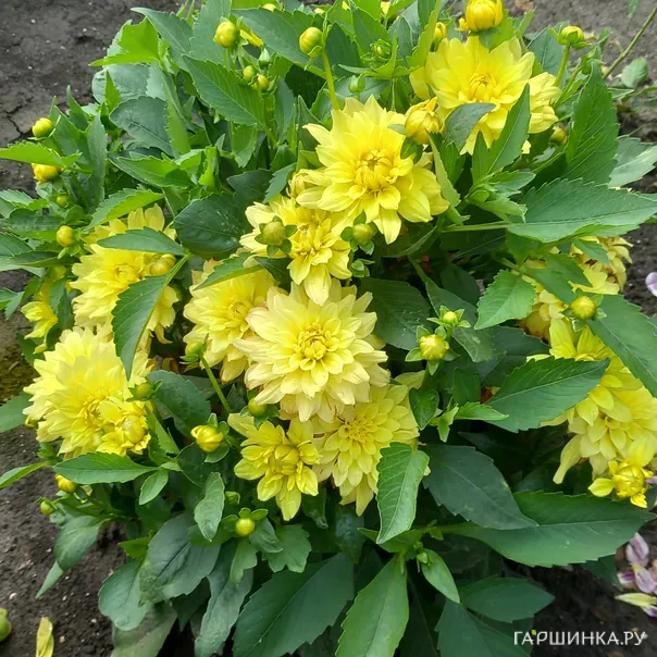 превью изображения отзыва