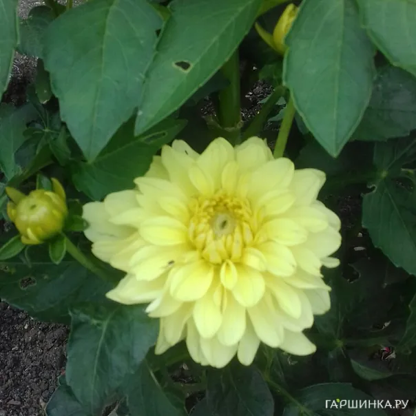 превью изображения отзыва