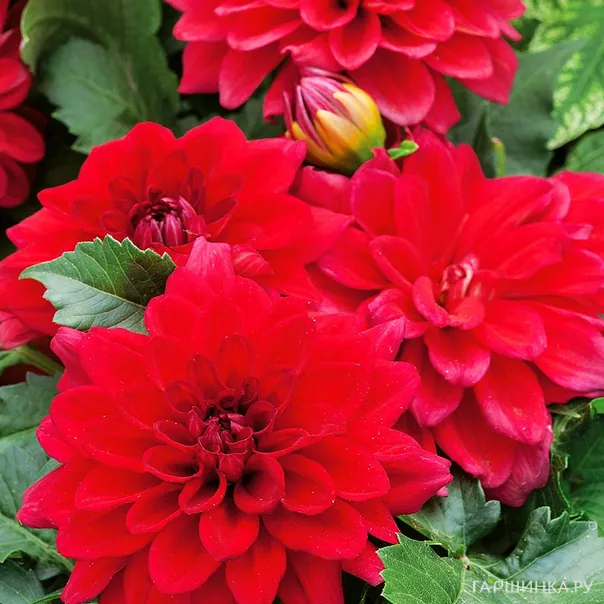 превью изображения отзыва