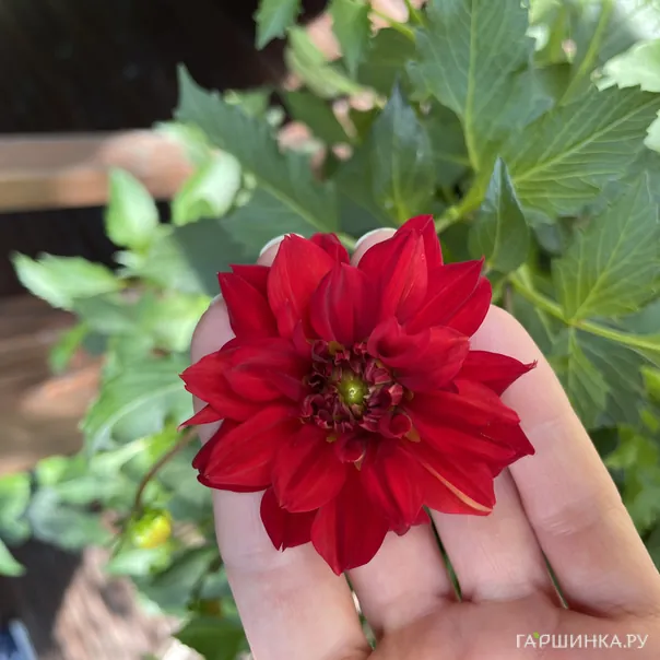 превью изображения отзыва