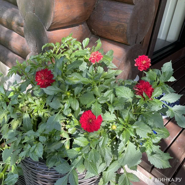 превью изображения отзыва