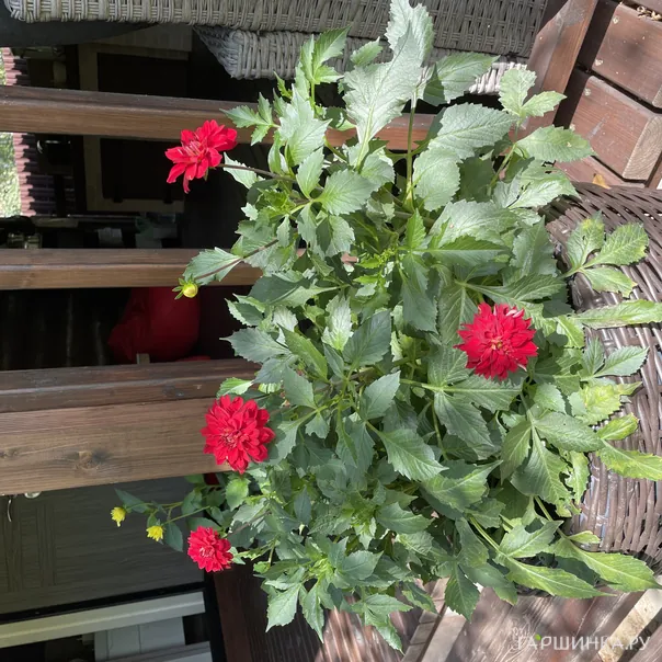 превью изображения отзыва