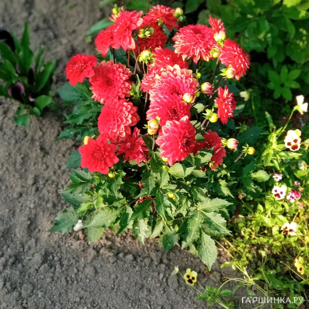 превью изображения отзыва