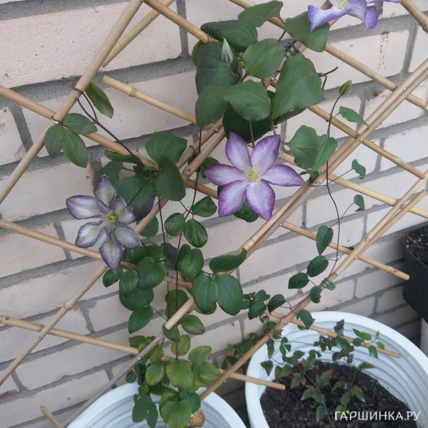 превью изображения отзыва