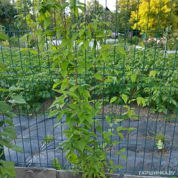 превью изображения отзыва