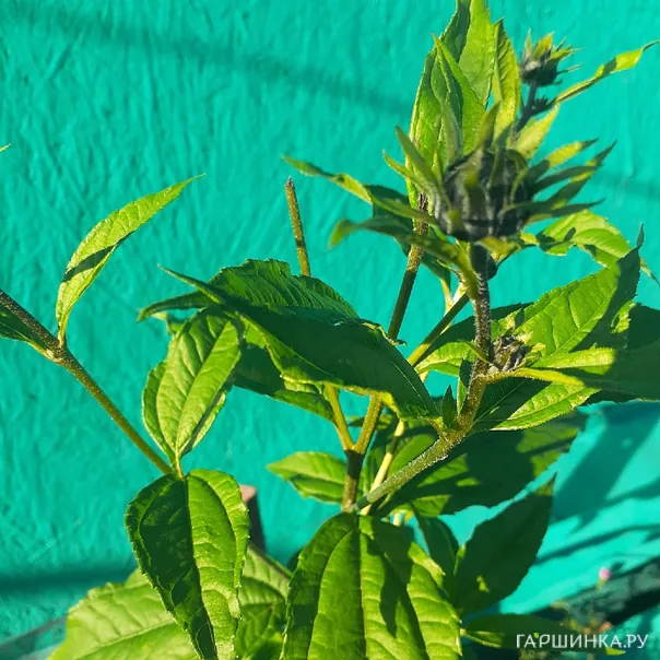 превью изображения отзыва