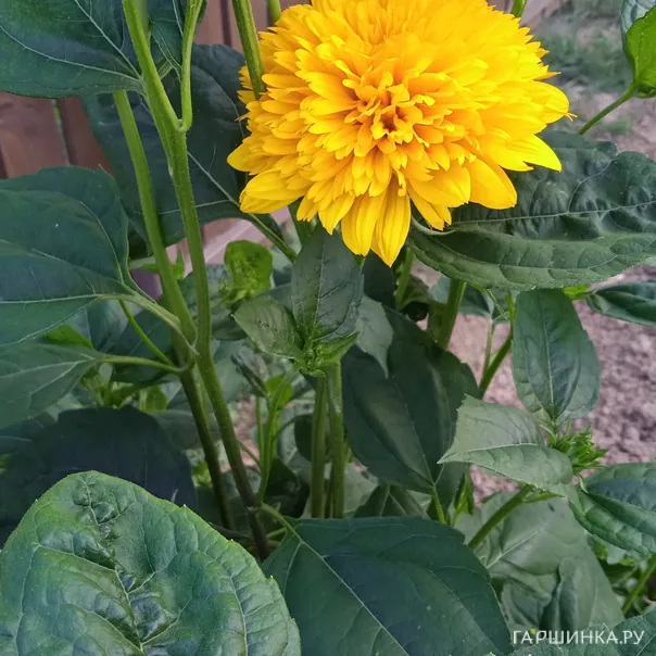 превью изображения отзыва