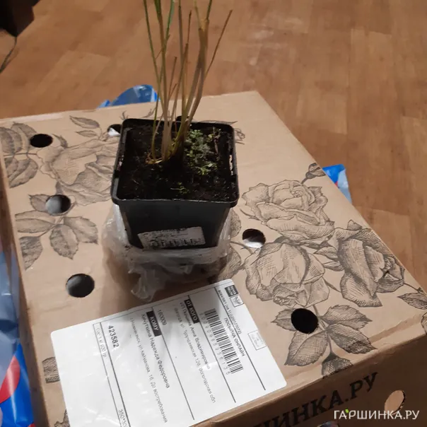 превью изображения отзыва