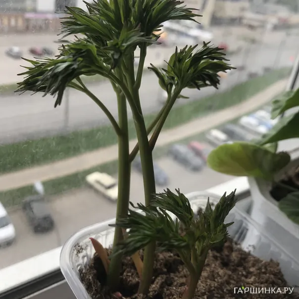 превью изображения отзыва