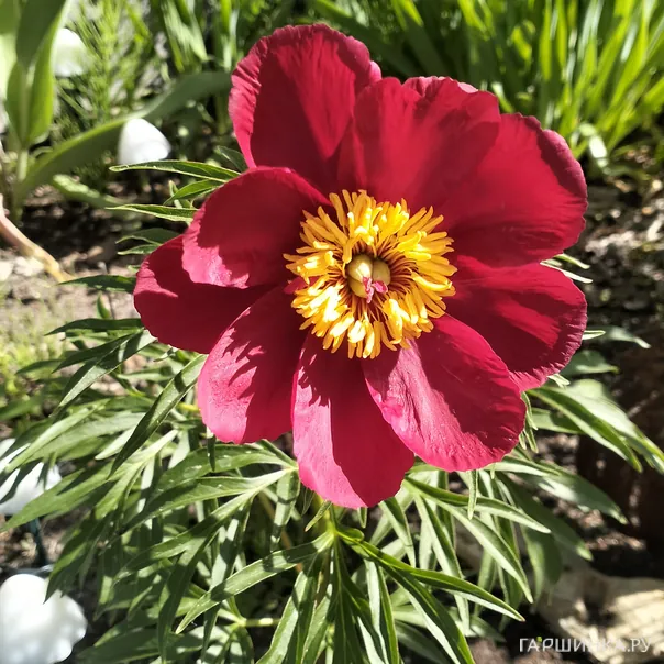 превью изображения отзыва