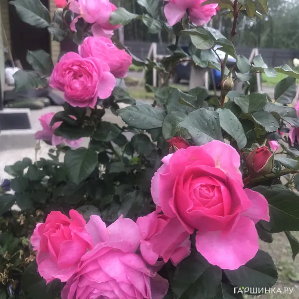 превью изображения отзыва