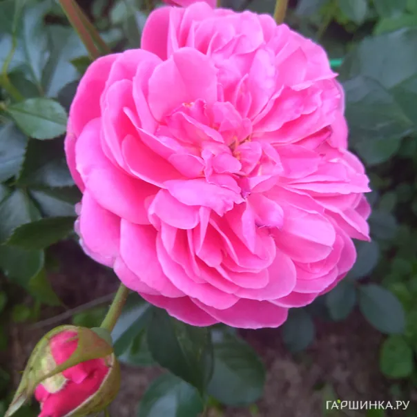 превью изображения отзыва