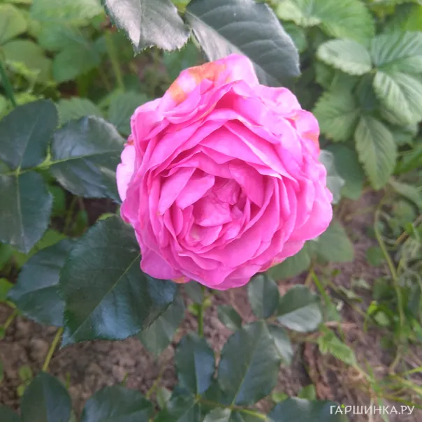 превью изображения отзыва