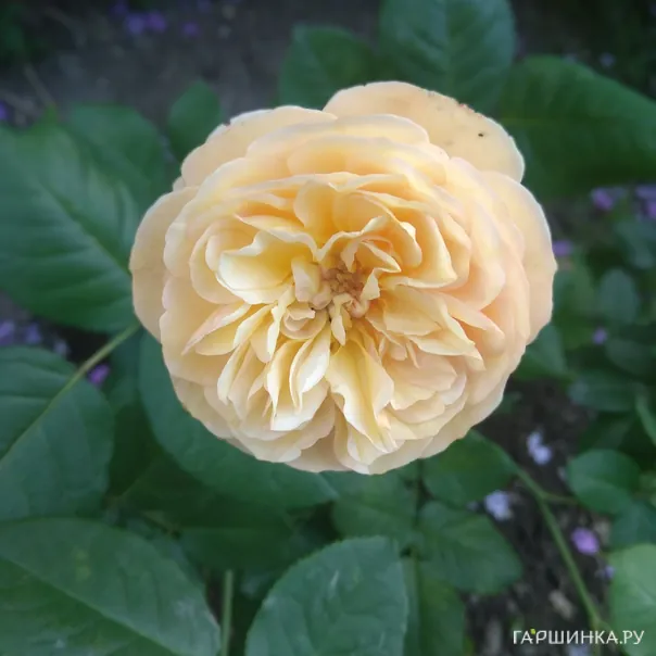 превью изображения отзыва