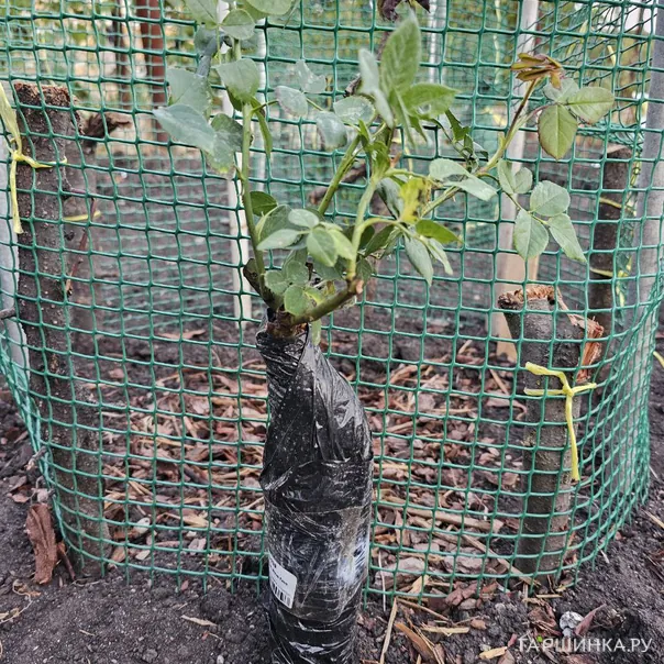 превью изображения отзыва