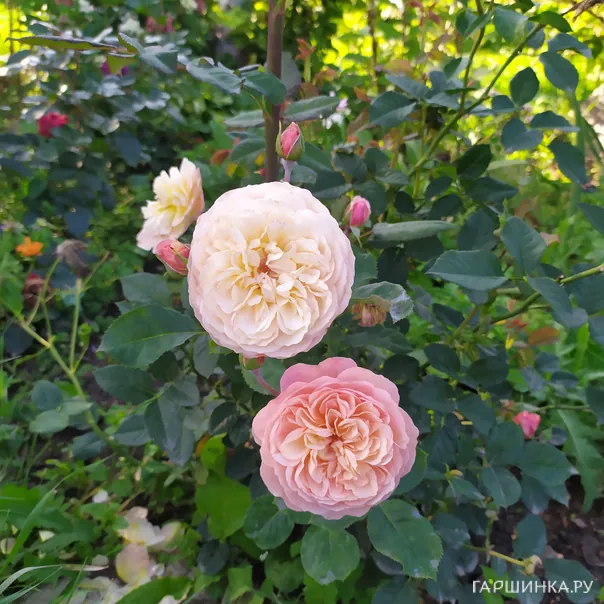 превью изображения отзыва