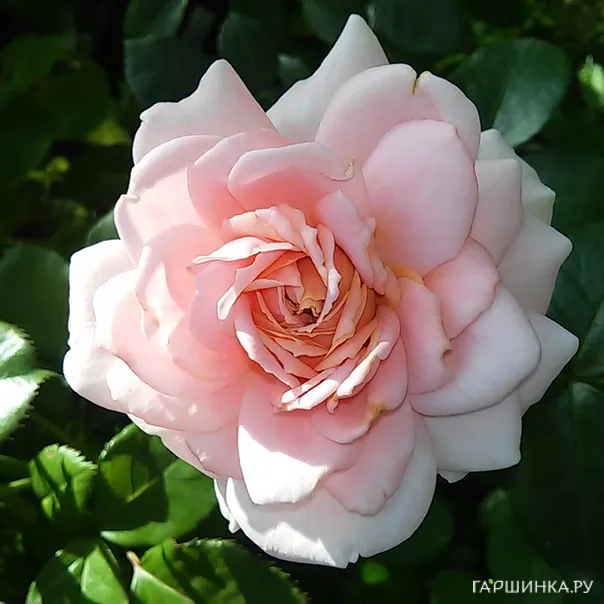 превью изображения отзыва