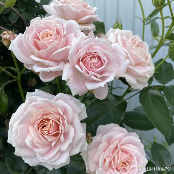 превью изображения отзыва