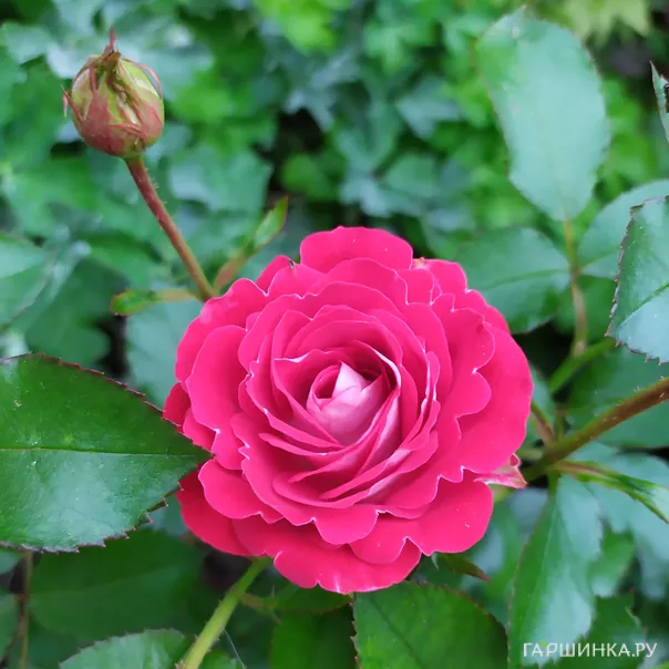 превью изображения отзыва