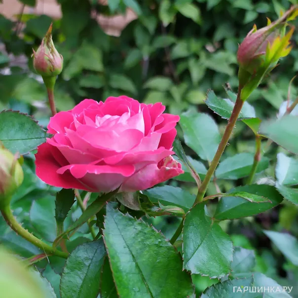 превью изображения отзыва