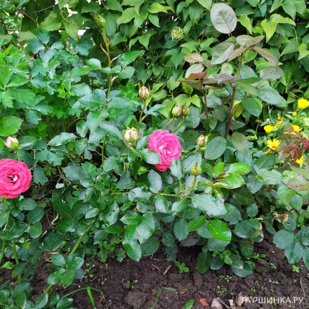 превью изображения отзыва