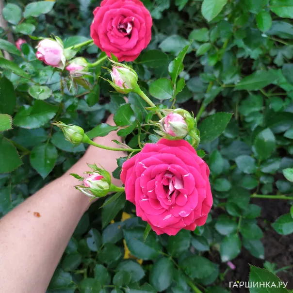 превью изображения отзыва