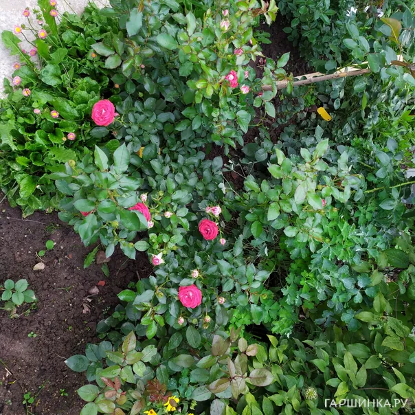 превью изображения отзыва