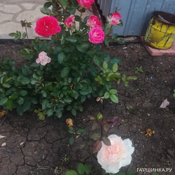 превью изображения отзыва