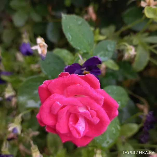 превью изображения отзыва