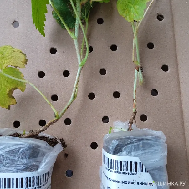 превью изображения отзыва