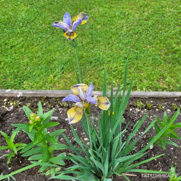 превью изображения отзыва