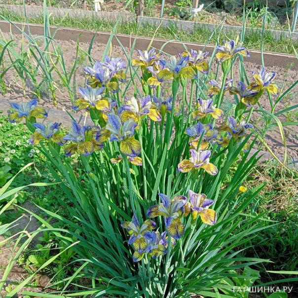 превью изображения отзыва