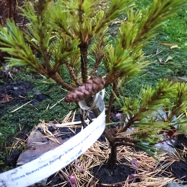 превью изображения отзыва