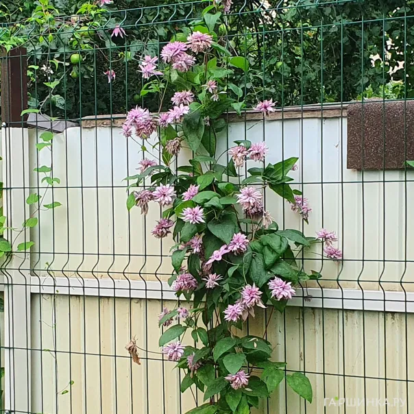 превью изображения отзыва