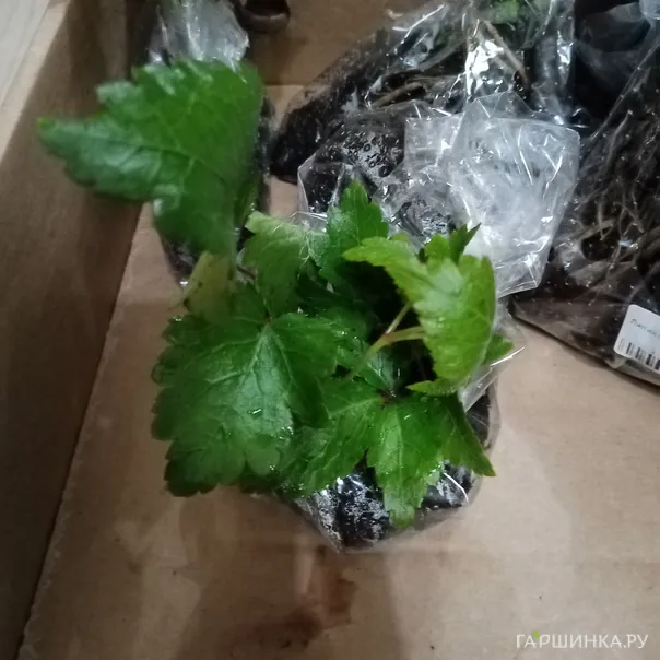 превью изображения отзыва