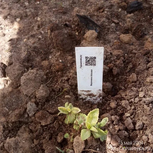 превью изображения отзыва